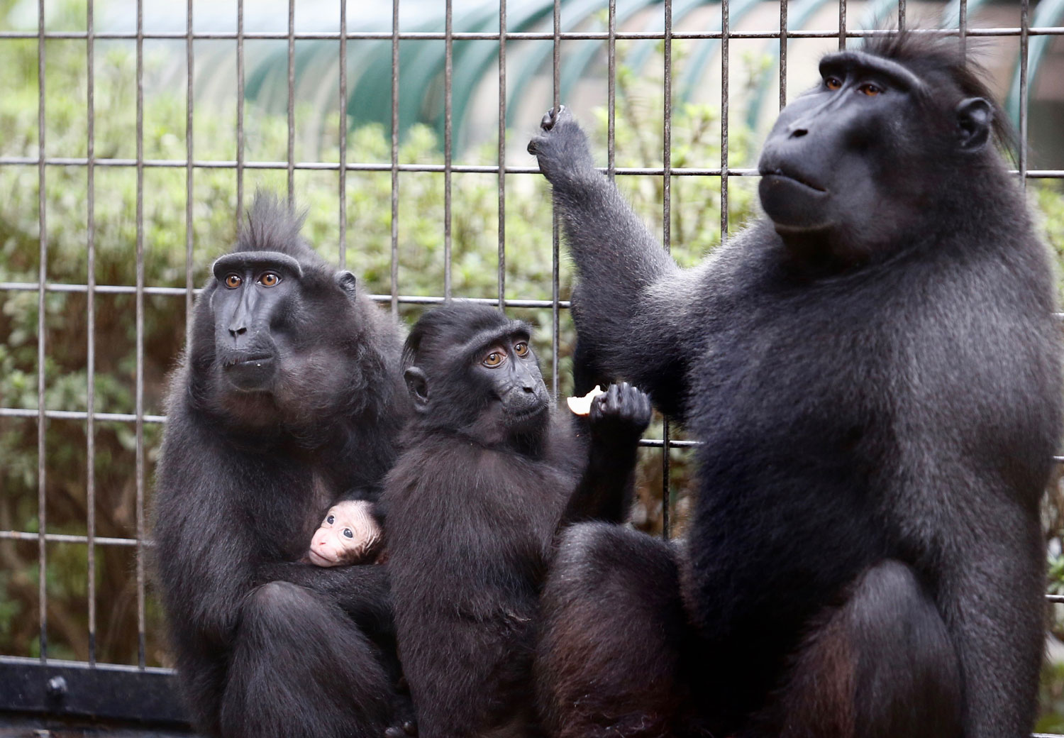 千葉市動物公園：クロザル